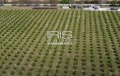 Продава ЗЕМЕДЕЛСКА ЗЕМЯ, с. Осмар, област Шумен, снимка 3