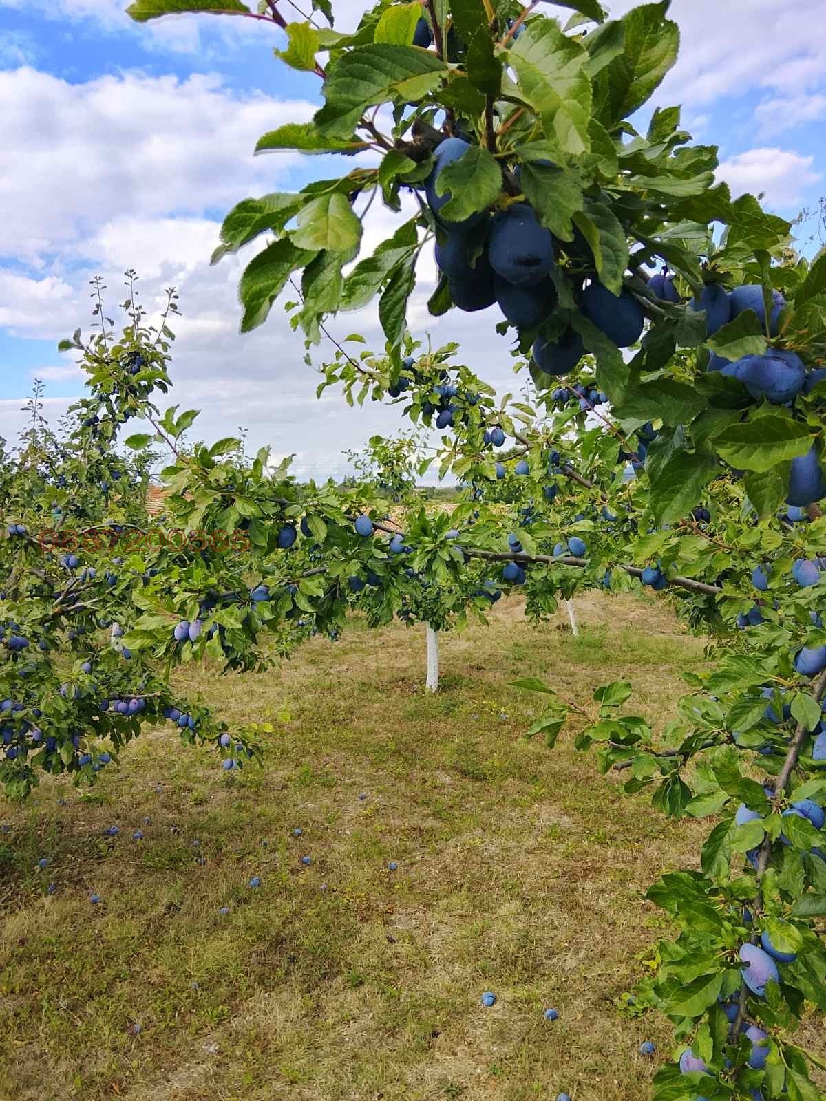Продава КЪЩА, с. Ивански, област Шумен, снимка 11 - Къщи - 56090617