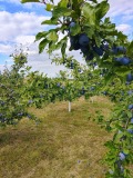 Продава  Къща област Шумен , с. Ивански , 65 кв.м | 33197459 - изображение [11]