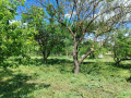 Продава  Парцел област Разград , с. Благоево , 700 кв.м | 69095753 - изображение [3]