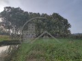 Продава ПАРЦЕЛ, гр. Игнатиево, област Варна, снимка 3
