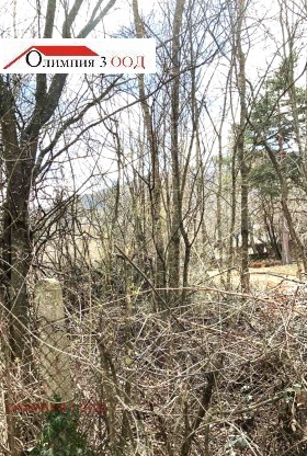 ����� ������� ������,���� �����, ����������