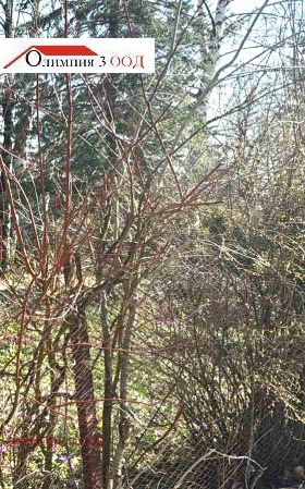 ����� ������� ������,���� �����, ����������