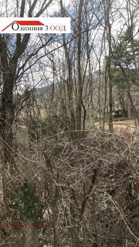 ����� ������� ������,���� �����, ����������