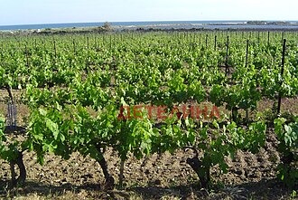 Продава БИЗНЕС ИМОТ, с. Калояново, област Пловдив, снимка 4 - Други - 54230758