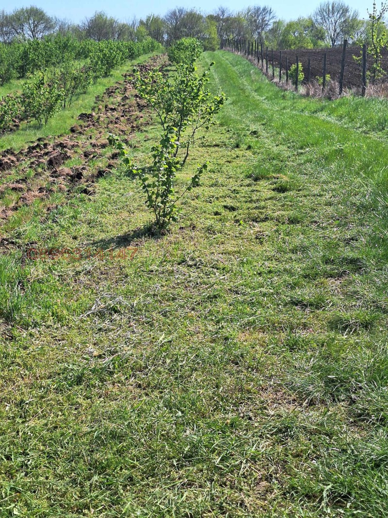 Продава ЗЕМЕДЕЛСКА ЗЕМЯ, с. Драчево, област Бургас, снимка 3 - Земеделска земя - 52785778
