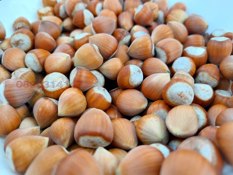 Продава ЗЕМЕДЕЛСКА ЗЕМЯ, с. Драчево, област Бургас, снимка 12 - Земеделска земя - 52785778