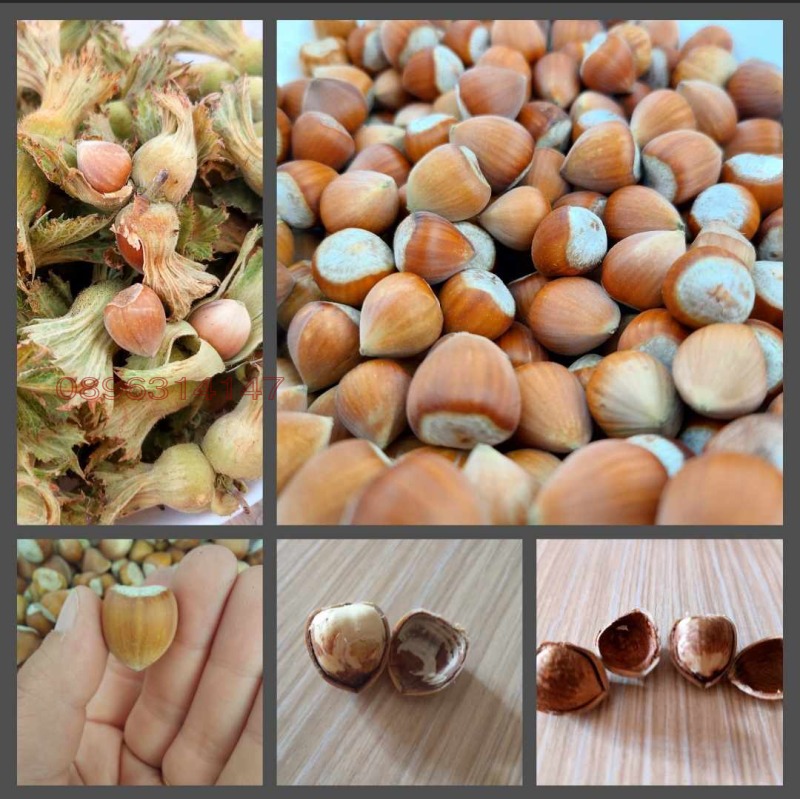 Продава ЗЕМЕДЕЛСКА ЗЕМЯ, с. Драчево, област Бургас, снимка 11 - Земеделска земя - 52785778