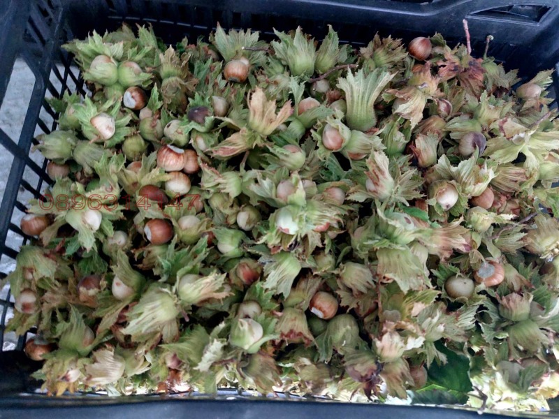 Продава ЗЕМЕДЕЛСКА ЗЕМЯ, с. Драчево, област Бургас, снимка 9 - Земеделска земя - 52785778