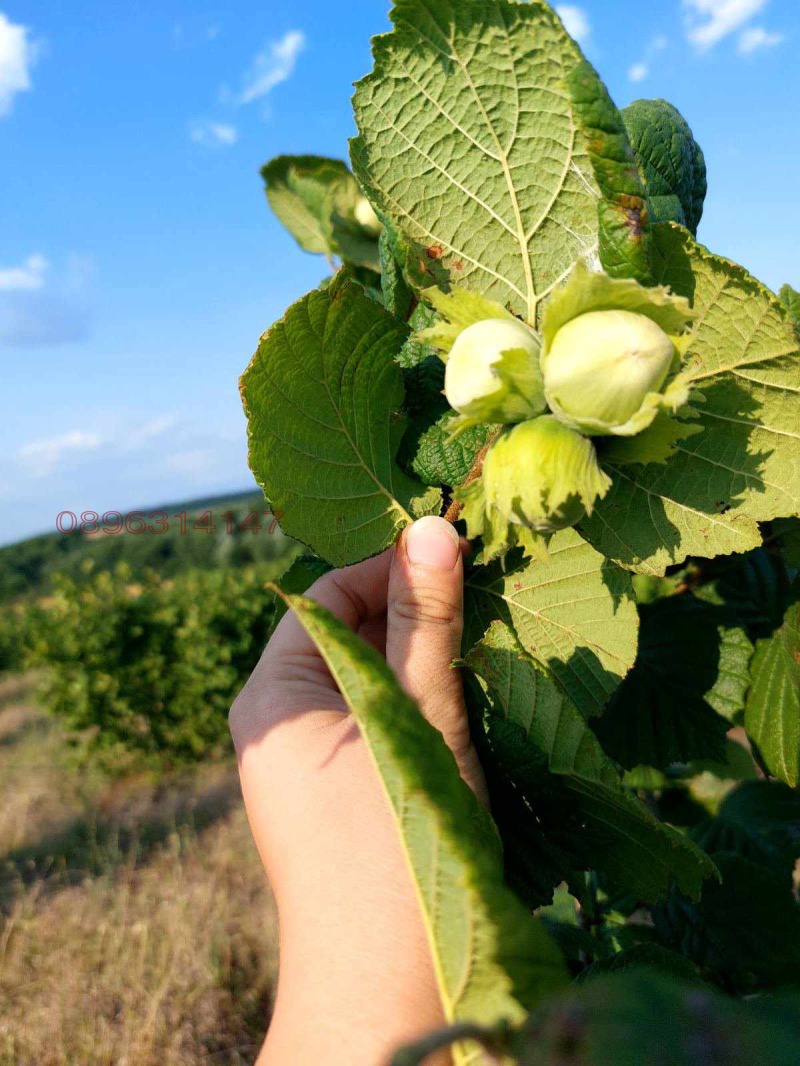 Продава ЗЕМЕДЕЛСКА ЗЕМЯ, с. Драчево, област Бургас, снимка 7 - Земеделска земя - 52785778