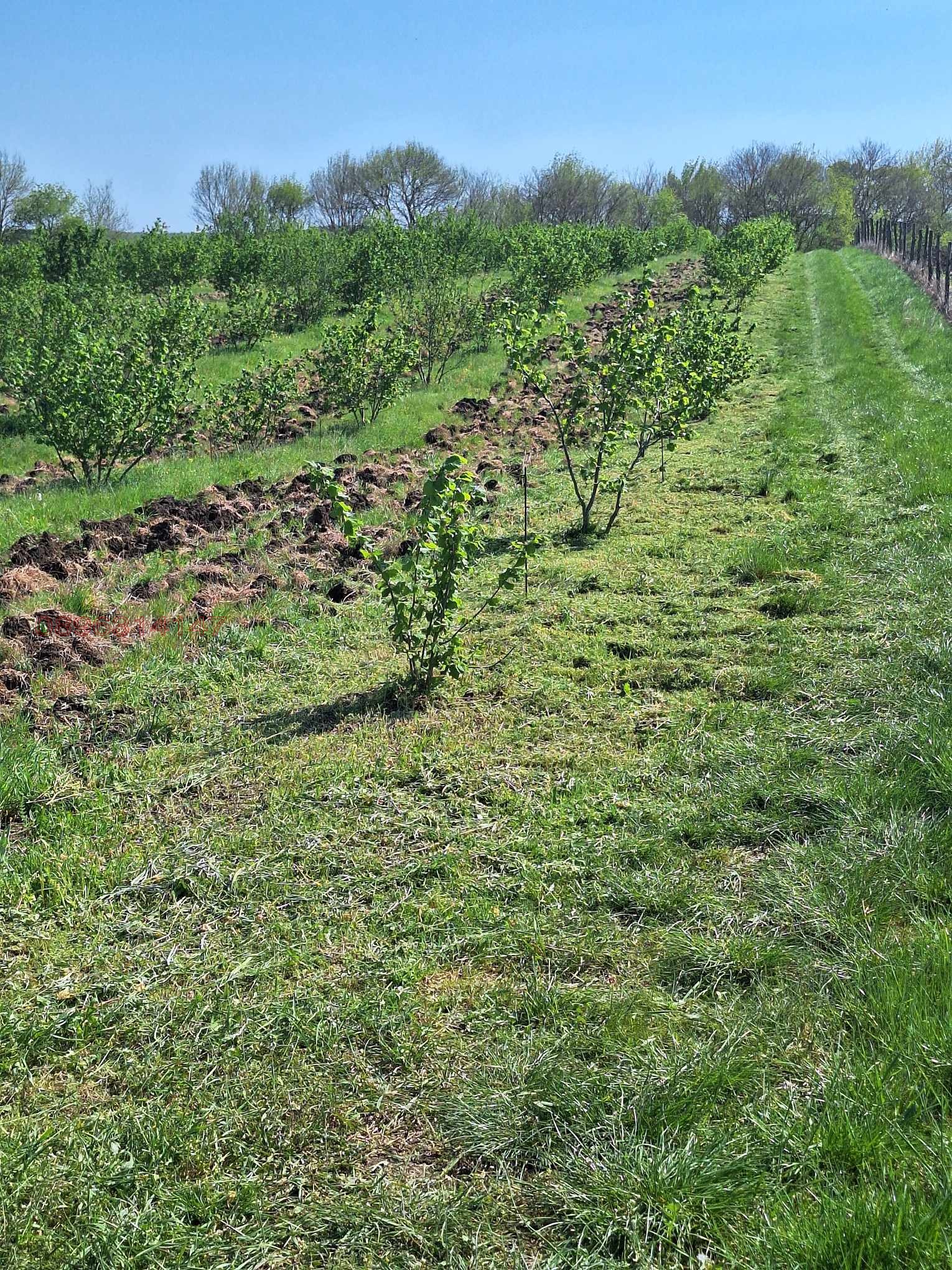 Продава ЗЕМЕДЕЛСКА ЗЕМЯ, с. Драчево, област Бургас, снимка 2 - Земеделска земя - 53735915