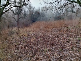 ����� ������� ������,�. ����� ����, ������ ������