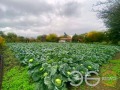 Продава КЪЩА, с. Царевци, област Варна, снимка 5