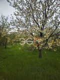 Продава ПАРЦЕЛ, с. Левски, област Варна, снимка 2
