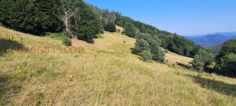 Продава ЗЕМЕДЕЛСКА ЗЕМЯ, с. Давидково, област Смолян, снимка 2 - Земеделска земя - 52781546