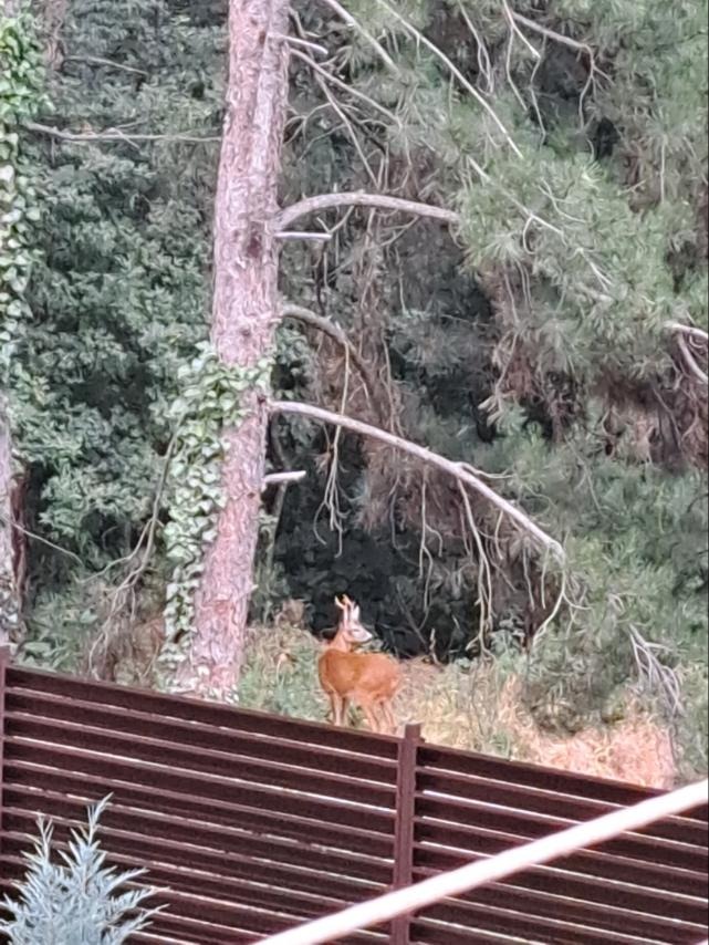 Продава КЪЩА, гр. София, с. Кокаляне, снимка 15 - Къщи - 52268726