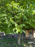Продава КЪЩА, с. Ракита, област Плевен, снимка 8