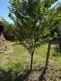 Продава  Къща област Плевен , с. Ракита , 100 кв.м | 57168687 - изображение [12]