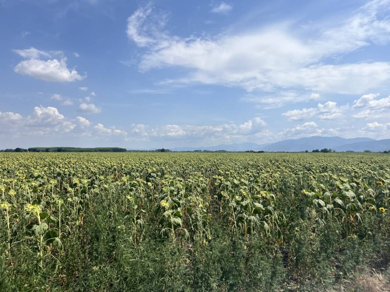 For Sale  Plot region Plovdiv , Yagodovo , 8421 sq.m | 55065810