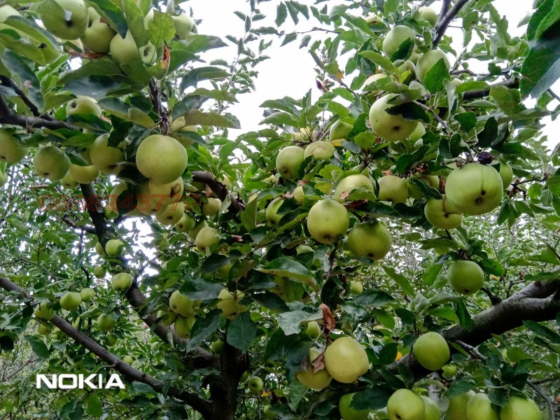 Продава КЪЩА, с. Бенковски, област Варна, снимка 14 - Къщи - 52780201