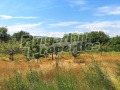 Продава ПАРЦЕЛ, с. Добри дял, област Велико Търново, снимка 6