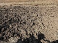 Продава ЗЕМЕДЕЛСКА ЗЕМЯ, с. Фелдфебел Денково, област Добрич, снимка 3