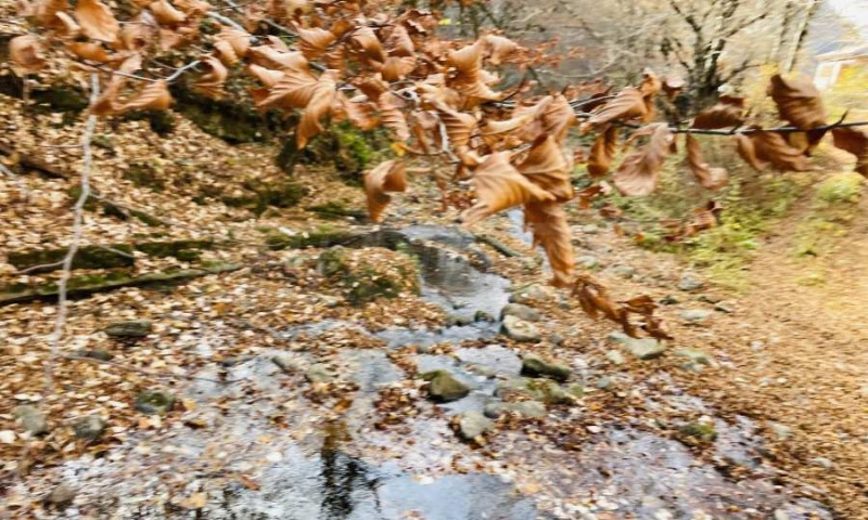 Til salg  Grund region Lovech , Ribaritsa , 5296 kvm | 35029675 - billede [7]