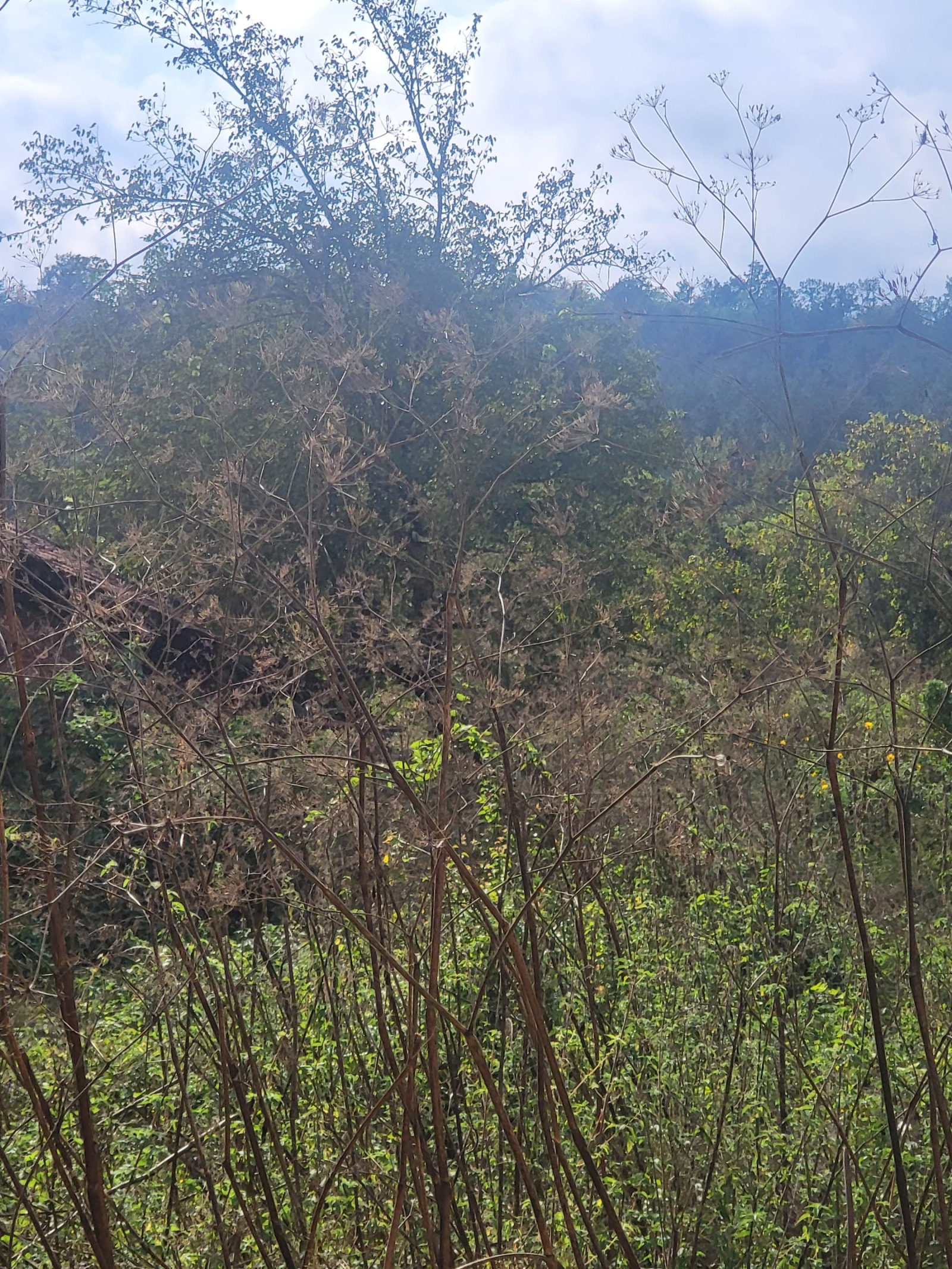 Продава ПАРЦЕЛ, с. Лешница, област Ловеч, снимка 6 - Парцели - 50122925