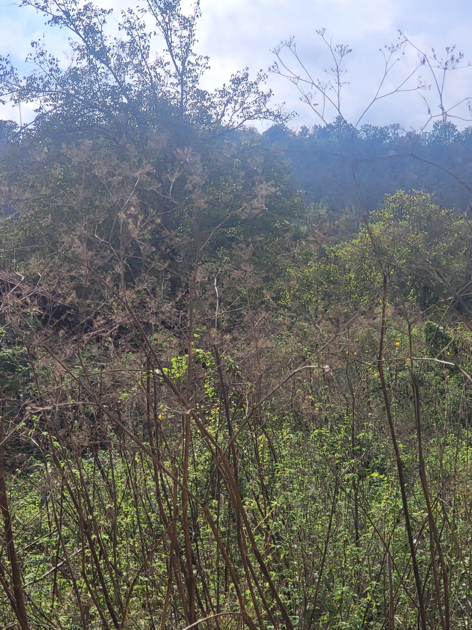 Продава ПАРЦЕЛ, с. Лешница, област Ловеч, снимка 5 - Парцели - 50122925