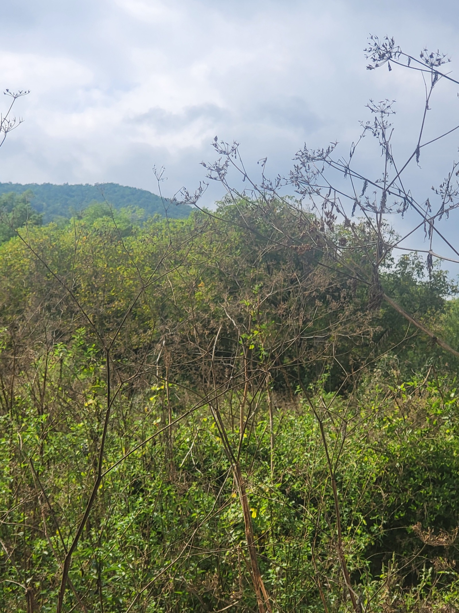 Продава ПАРЦЕЛ, с. Лешница, област Ловеч, снимка 4 - Парцели - 50122925