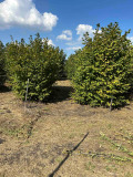 Продава ЗЕМЕДЕЛСКА ЗЕМЯ, с. Пролеша, област София област, снимка 2