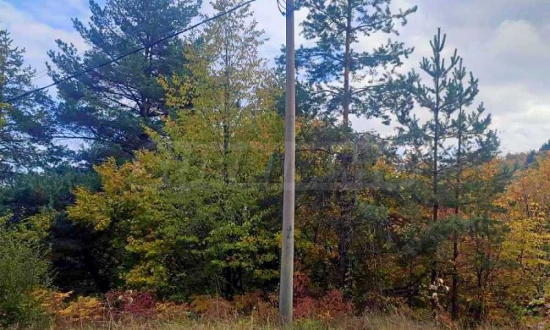 Продава ПАРЦЕЛ, с. Цар Калоян, област Пловдив, снимка 4 - Парцели - 52078073