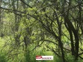 Продава КЪЩА, с. Масларево, област Велико Търново, снимка 5
