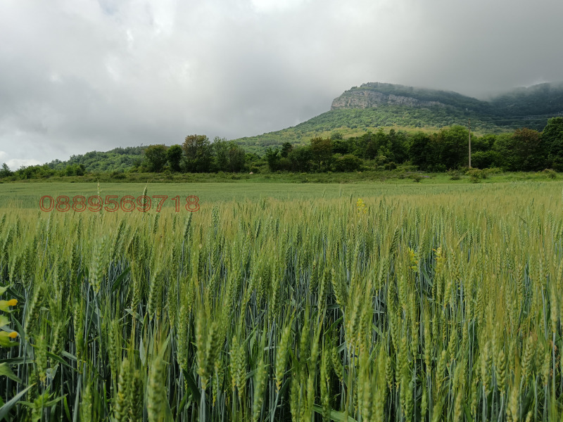Продава ЗЕМЕДЕЛСКА ЗЕМЯ, гр. Ябланица, област Ловеч, снимка 2 - Земеделска земя - 52785526