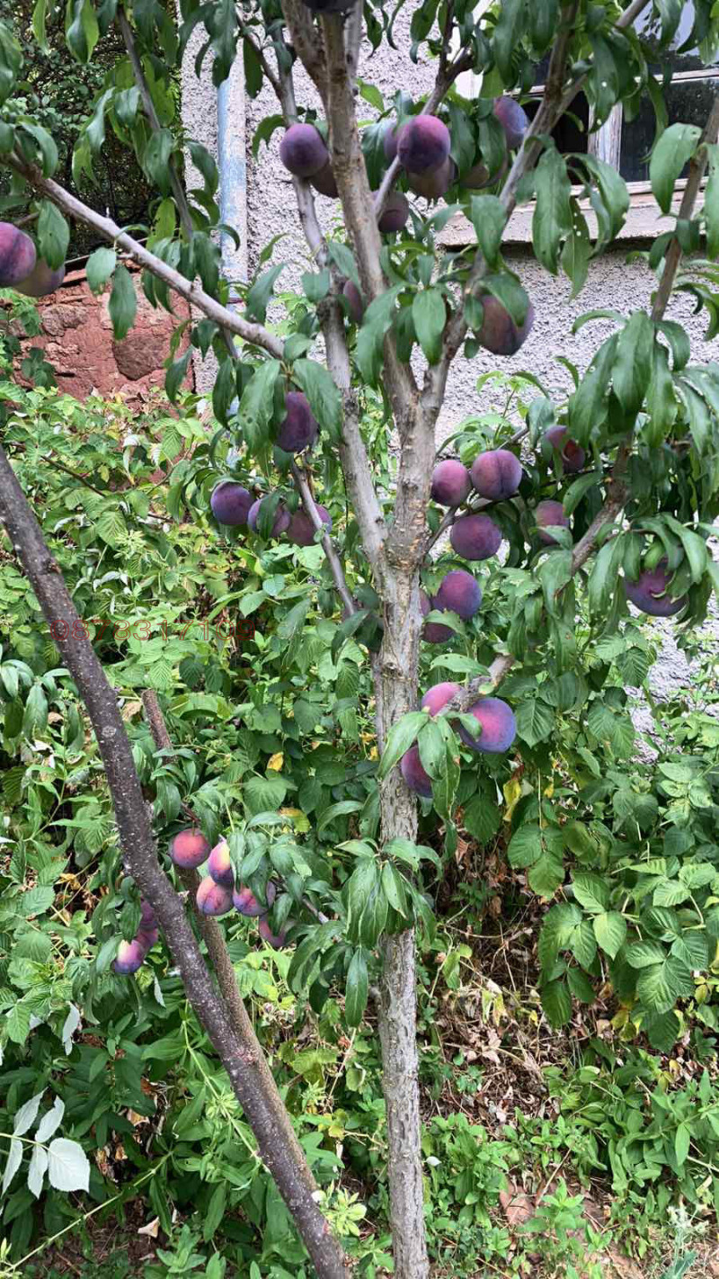 Продава ПАРЦЕЛ, с. Садовик, област Перник, снимка 7 - Парцели - 52784530