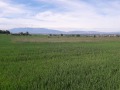Продава ПАРЦЕЛ, гр. София, с. Подгумер, снимка 6