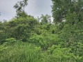 Продава ПАРЦЕЛ, област Велико Търново, с. Къпиново • 26000 € • 87876263 — Holmes.bg