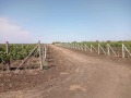 Продава  Земеделска земя област Бургас , гр. Поморие , 8148 дка | 98401990 - изображение [6]