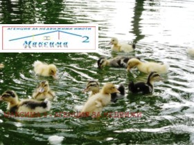 ������ ���� ��� ���� ����. ���������