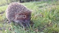 Дава под наем  2-стаен град Варна , к.к. Св.Св. Константин и Елена , 62 кв.м | 90632953 - изображение [6]
