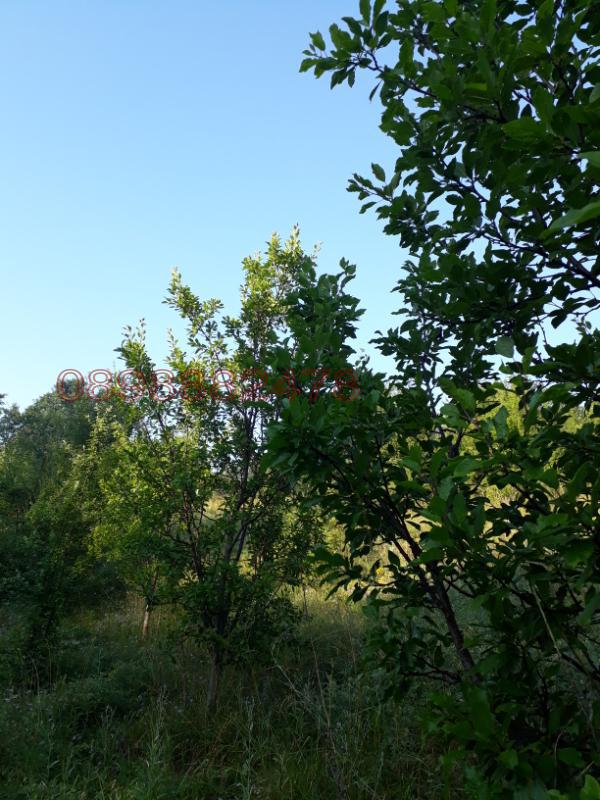 Дава под наем ЗЕМЕДЕЛСКА ЗЕМЯ, гр. Земен, област Перник, снимка 2 - Земеделска земя - 52786593