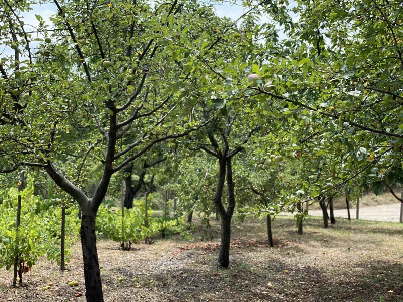 Προς ενοικίαση  Βίλα Μοντανα , β.ζ. Ζαπαδ , 10 τ.μ | 37732940 - εικόνα [14]