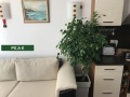 Дава под наем 3-СТАЕН, гр. София, Манастирски ливади, снимка 1